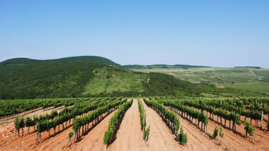 Tokaji: the wine of kings and a king of wines