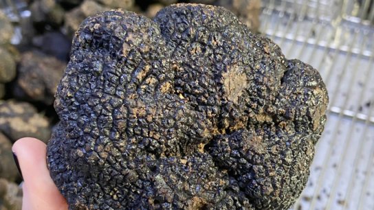 Talking Truffles with Christopher Poron, Maison Plantin