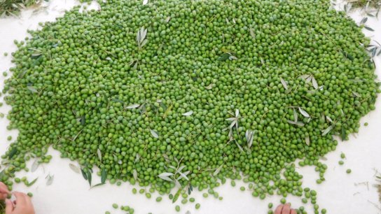 The Artisans’ stories: Takao Nouen Olive Oil