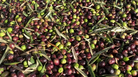 The Masterclass of Olive Oil