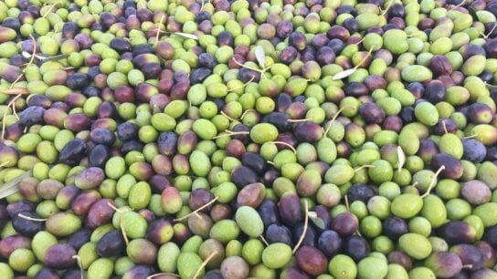 Tragedy and joy: the tale of an olive grove in Corsica