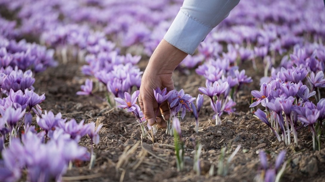Saffron harvesting