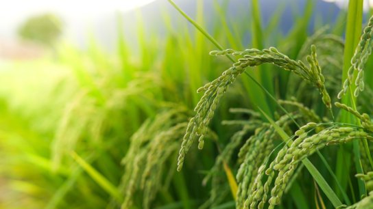The Allure and Versatility of Japanese Rice